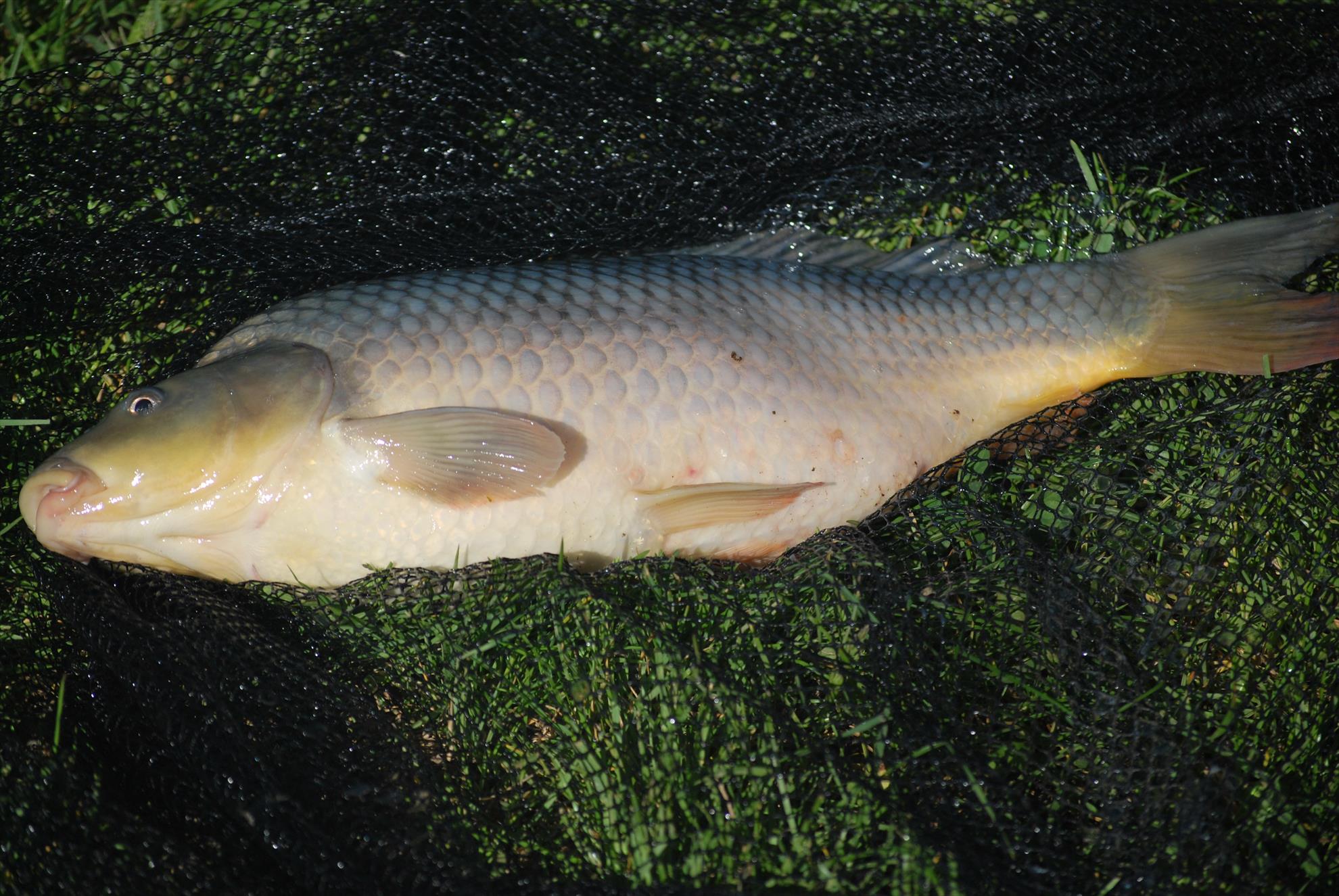 Ungaria Nagikalo - dsc1031.JPG